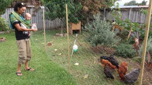 Feeding the chooks in the Ring Sling
