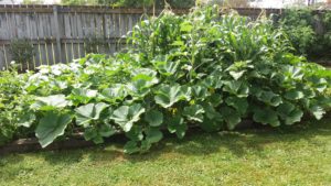 Pumpkin, beans, corn and potatoes.