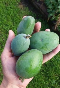 A hand holding 4 feijoas