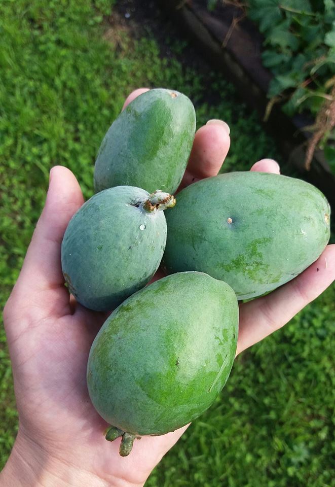 A hand holding 4 feijoas