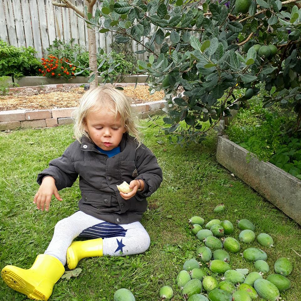 A blonde haired toddler sitting under a feijoa tree eating. 