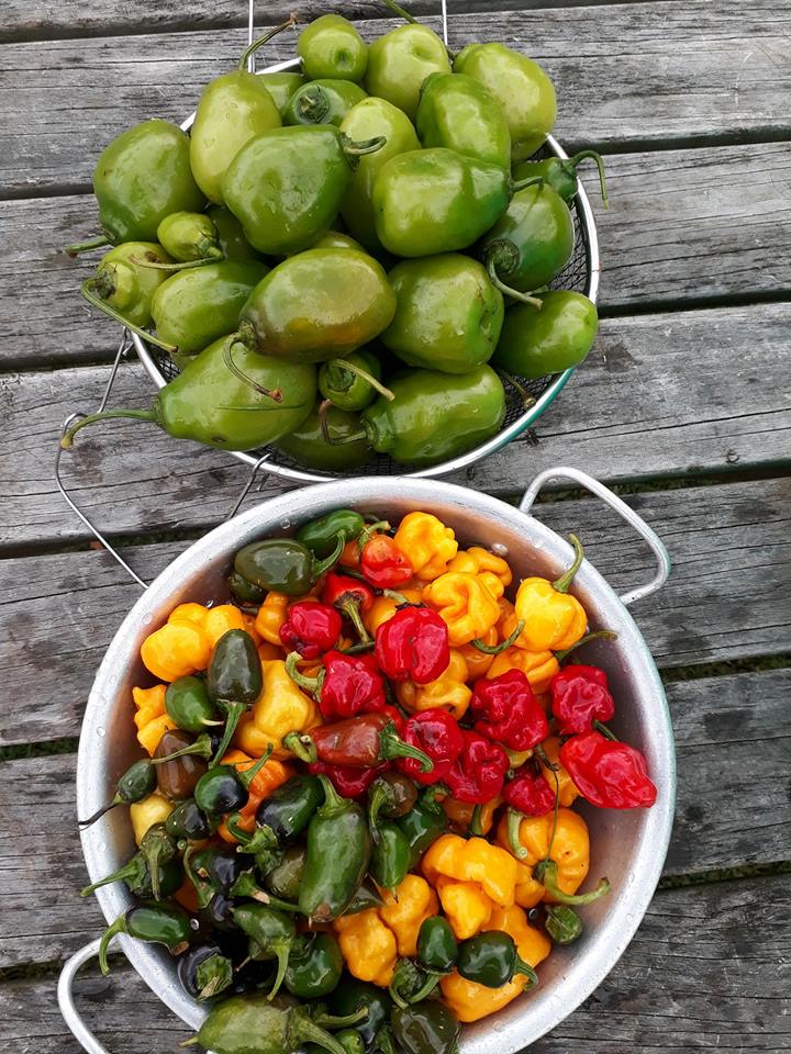 Two bowls of chilies. One full of green fruit, the other full of bright red and yellow fruit.